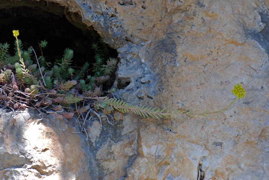 Petrosedum montanum (=Sedum motanum) / Borracina montana